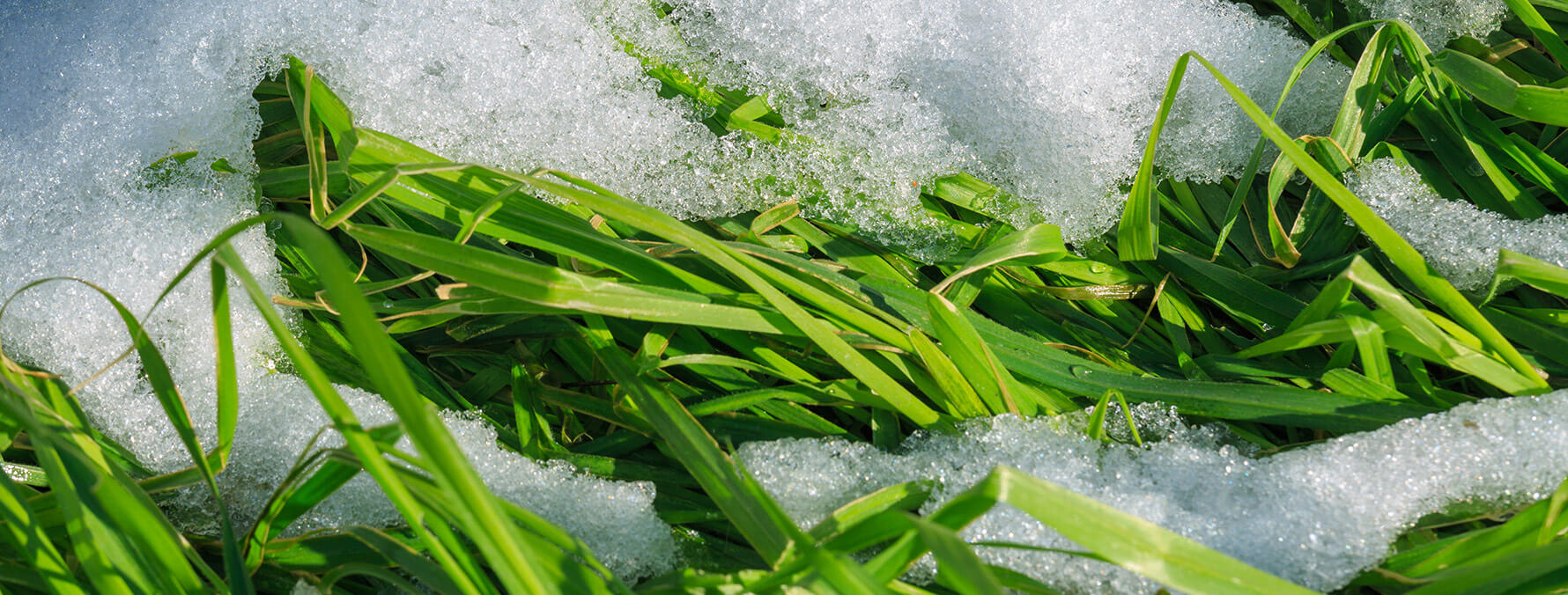 Zero Ice® and Pet-Guard® Ice & Snow Melter products.